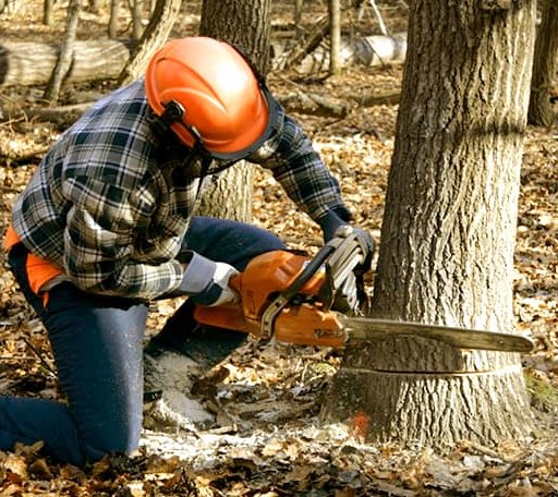 Tree Removal in Spivey, KS